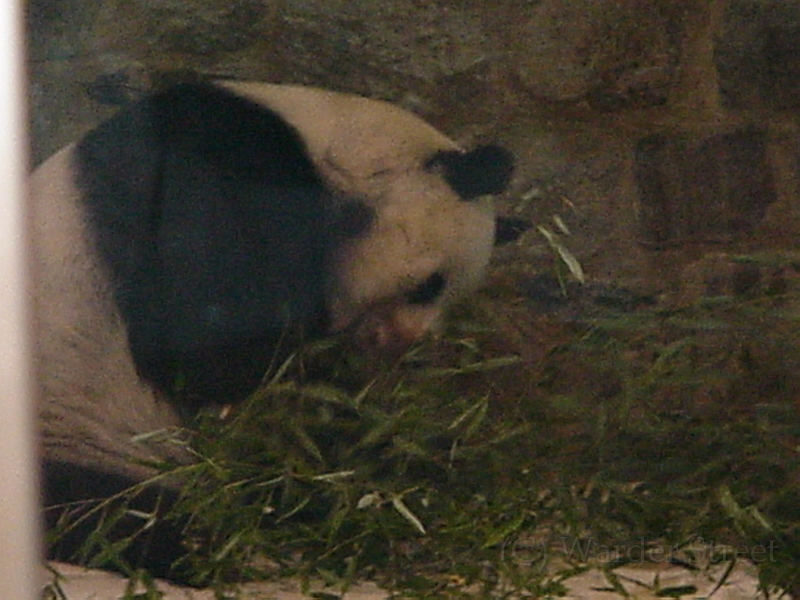 Panda 1.jpg